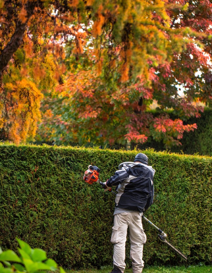 Taille de haie professionnelle en automne – L’Ère du Bois