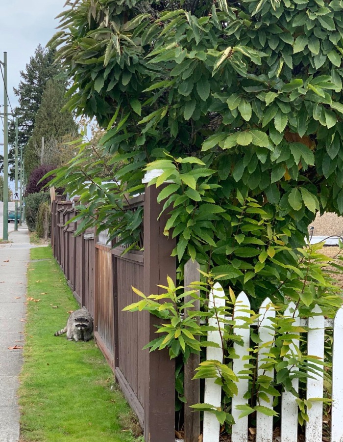 Clôture en bois naturel et blanche pour jardin – L’Ère du Bois
