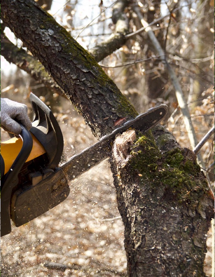 Abattage d’arbre professionnel avec tronçonneuse – L’Ère du Bois