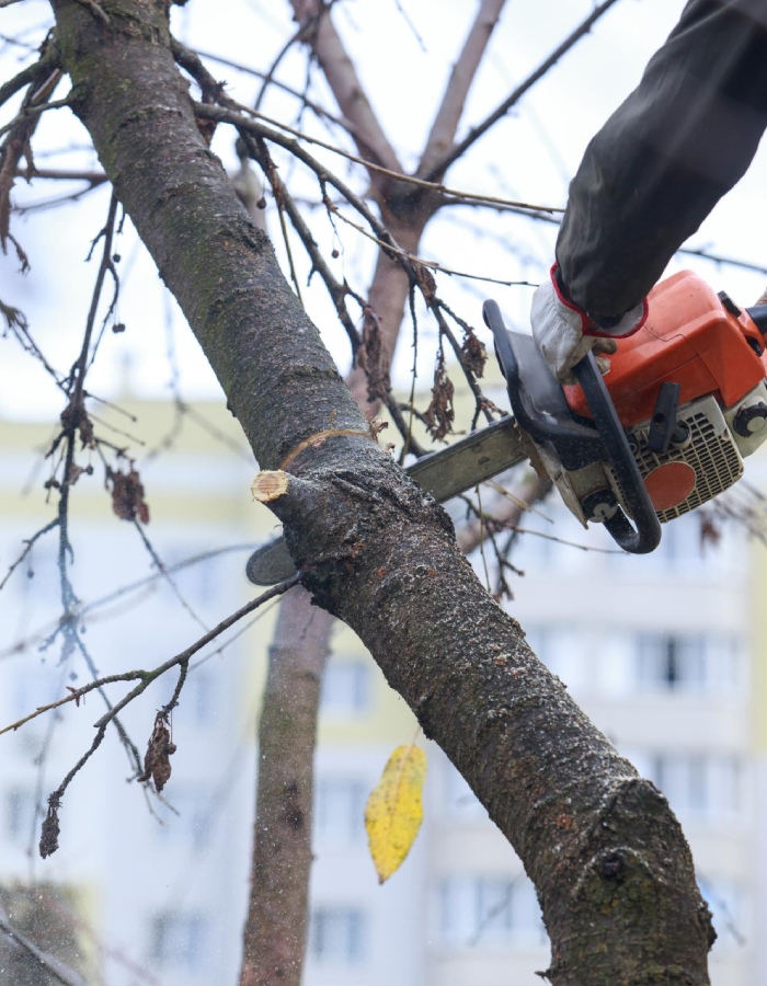 Élagage d’arbre à la tronçonneuse en hauteur – L’Ère du Bois